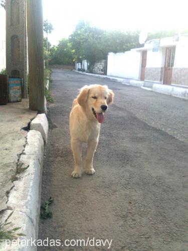 lucy Dişi Golden Retriever