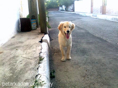 lucy Dişi Golden Retriever