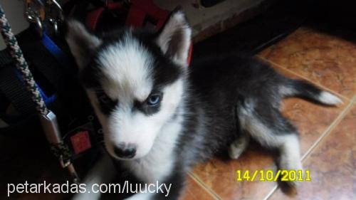 lucky Dişi Sibirya Kurdu (Husky)