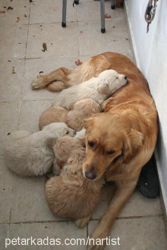 müdür Erkek Golden Retriever