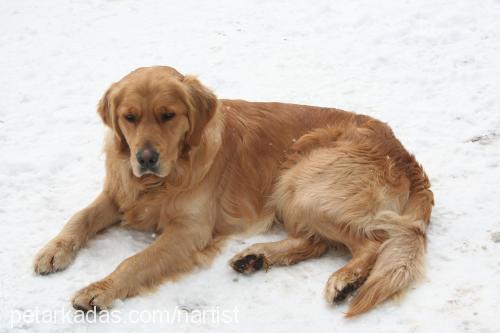 müdür Erkek Golden Retriever