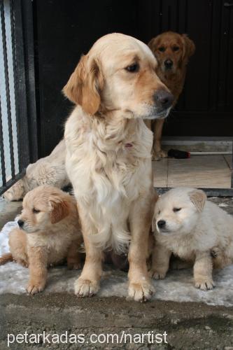 çıtır Dişi Golden Retriever