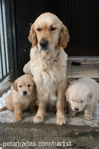 çıtır Dişi Golden Retriever