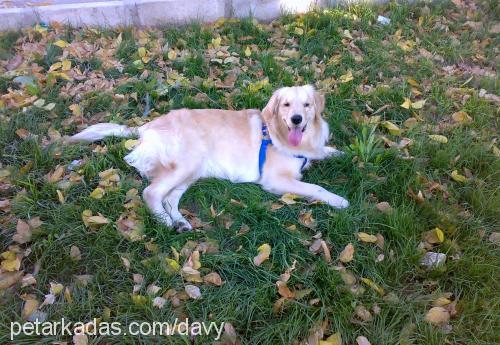 lucy Dişi Golden Retriever