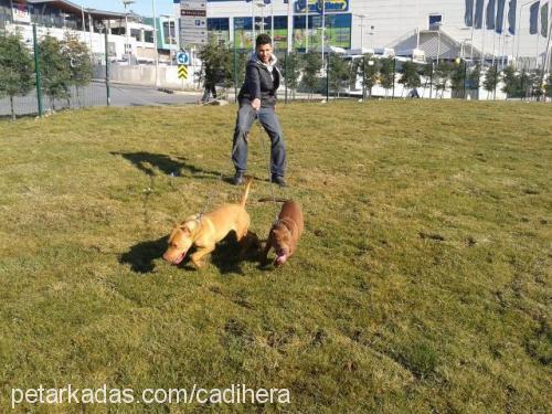 fundyy.. Dişi Amerikan Pitbull Terrier