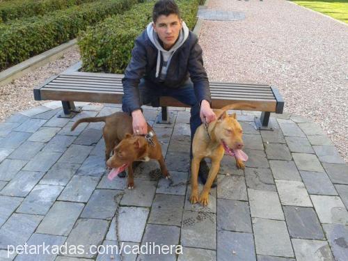 kumral-zeyna Erkek Amerikan Pitbull Terrier