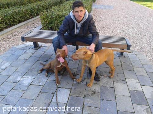 kumral-zeyna Erkek Amerikan Pitbull Terrier