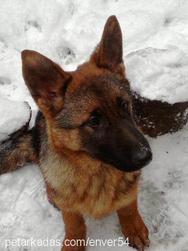 fly Dişi Alman Çoban Köpeği