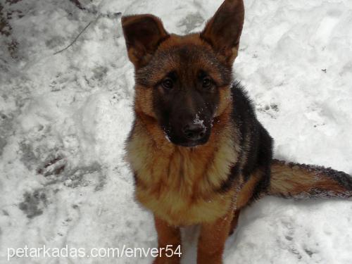 fly Dişi Alman Çoban Köpeği