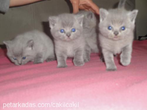 Çakıl Dişi British Shorthair