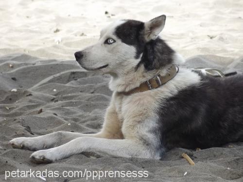 prenses Dişi Sibirya Kurdu (Husky)