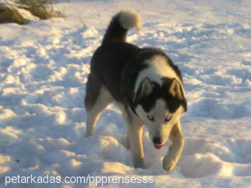 prenses Dişi Sibirya Kurdu (Husky)