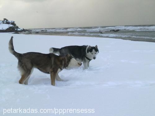 prenses Dişi Sibirya Kurdu (Husky)