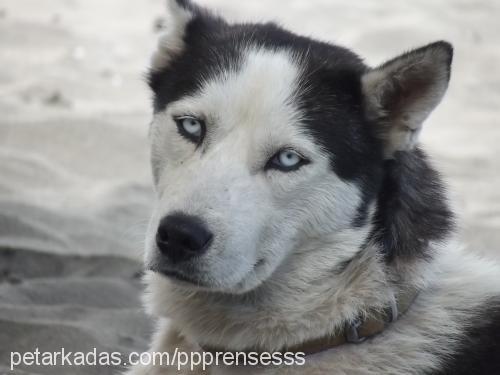 prenses Dişi Sibirya Kurdu (Husky)