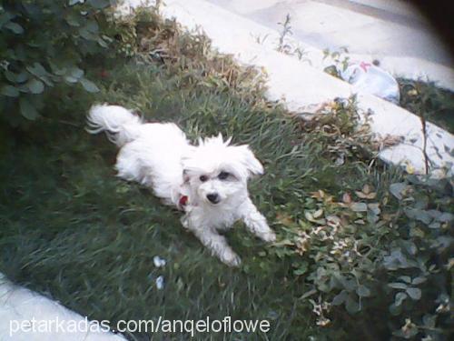 tomy Dişi Yorkshire Terrier