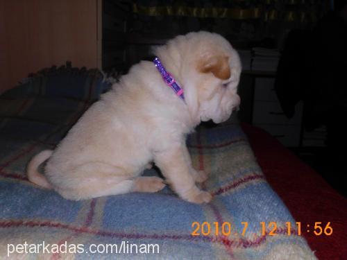 lina Dişi Çin Shar-Pei