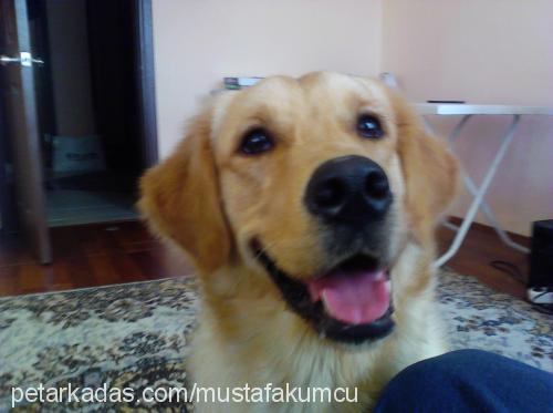 tyler Dişi Golden Retriever