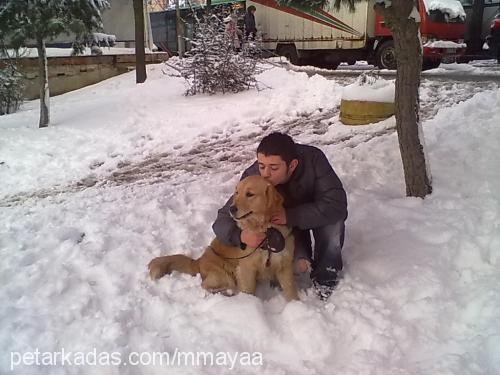 maya Dişi Golden Retriever