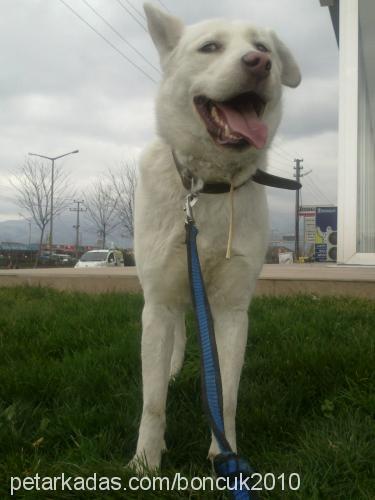 boncuk Dişi Sibirya Kurdu (Husky)