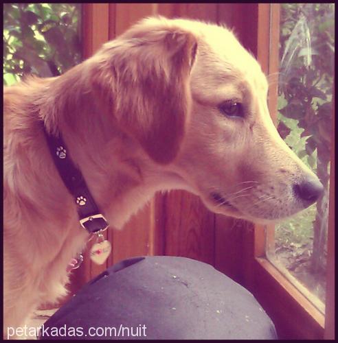 bado Dişi Golden Retriever