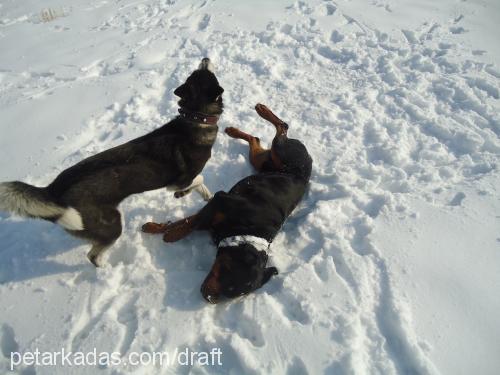 paşa Erkek Rottweiler