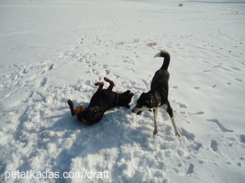 paşa Erkek Rottweiler