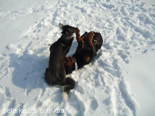 paşa Erkek Rottweiler