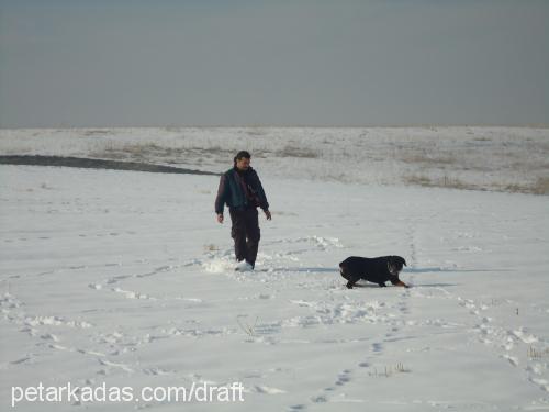 paşa Erkek Rottweiler