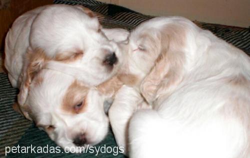 natasha Dişi İngiliz Cocker Spaniel