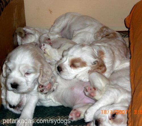 natasha Dişi İngiliz Cocker Spaniel