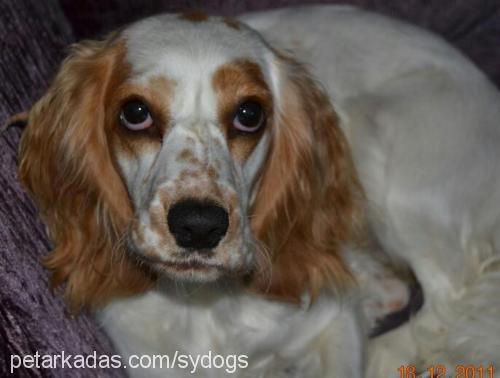 natasha Dişi İngiliz Cocker Spaniel