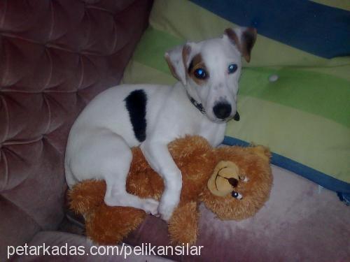 marvel Erkek Jack Russell Terrier