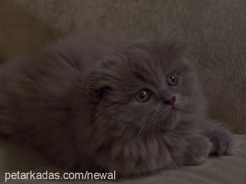 asya-candy Dişi Scottish Fold