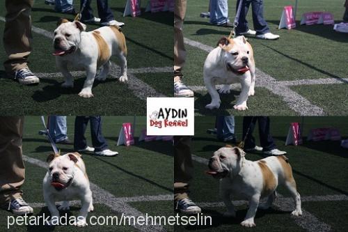 cilek Dişi İngiliz Bulldog