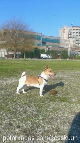 arnold Erkek Jack Russell Terrier