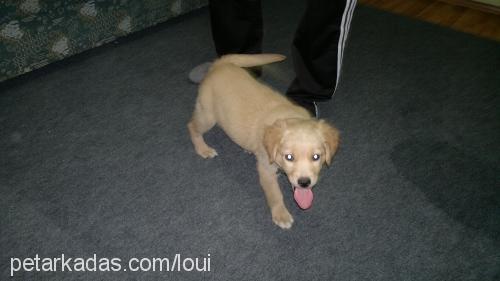 louİs Erkek Golden Retriever