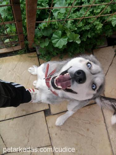 ice Dişi Sibirya Kurdu (Husky)