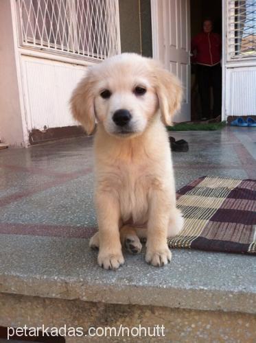 nohut Dişi Golden Retriever