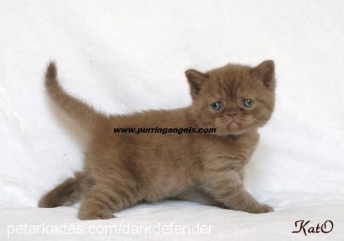 georgebyron Erkek British Shorthair