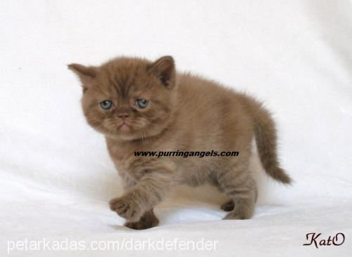 georgebyron Erkek British Shorthair