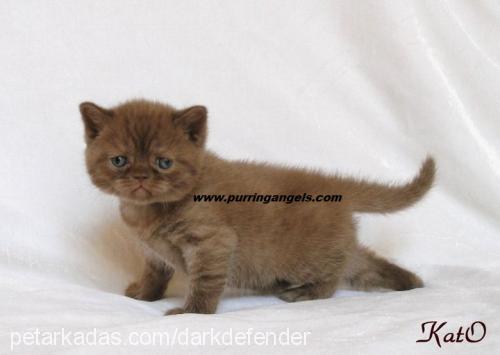 georgebyron Erkek British Shorthair