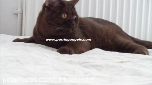 georgebyron Erkek British Shorthair