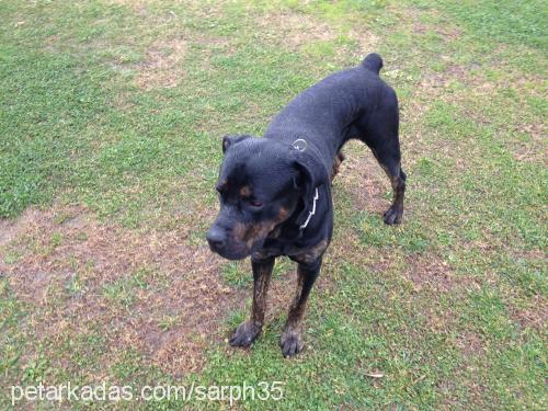 biber Erkek Mastiff