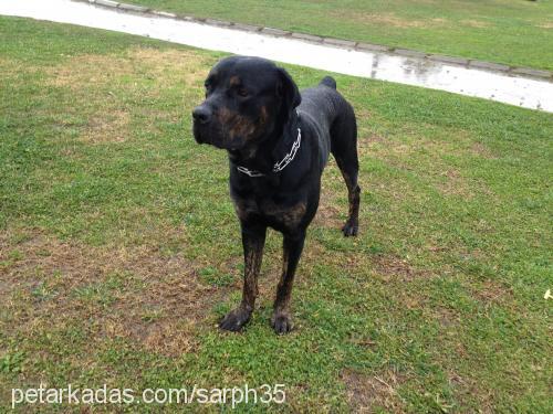 biber Erkek Mastiff