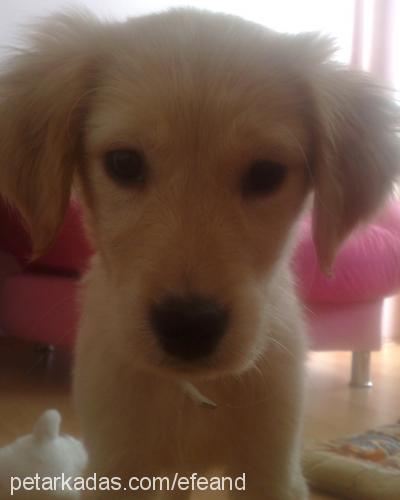 roxie Dişi Golden Retriever