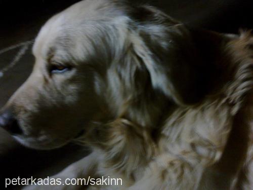 sakin Erkek Golden Retriever