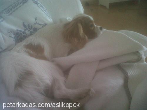 dolar Erkek Cavalier King Charles Spanieli