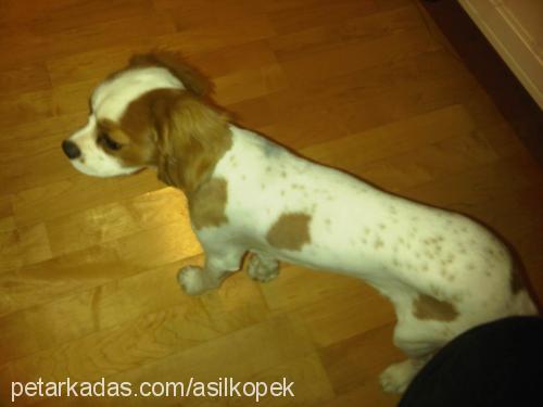 dolar Erkek Cavalier King Charles Spanieli