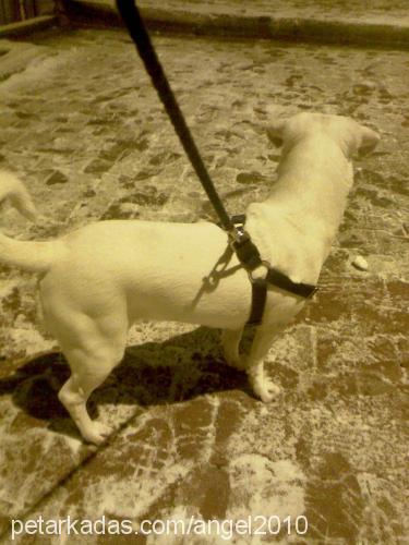 angel Dişi Jack Russell Terrier