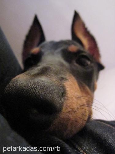 raja Dişi Doberman Pinscher